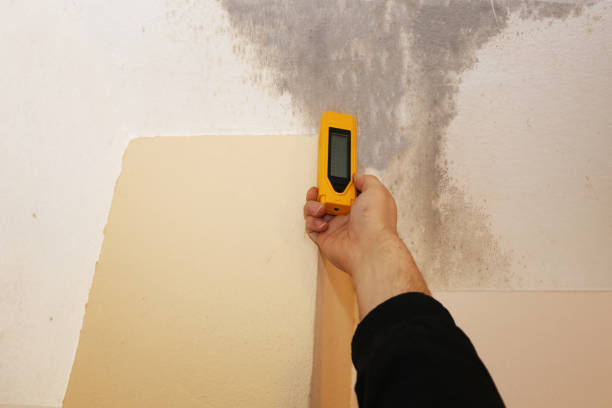 Trusted Daleville, IN Mold Removal Experts