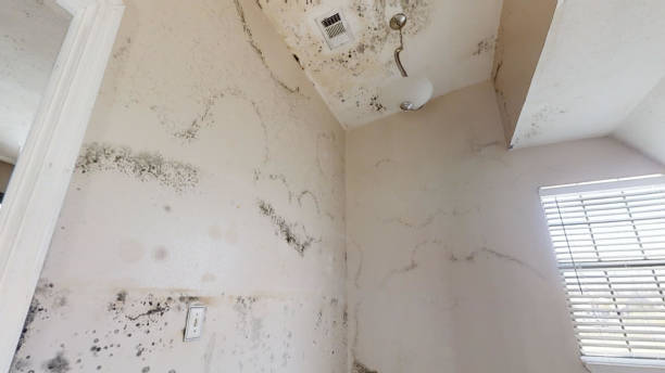 Best Forensic Mold Investigation  in Daleville, IN