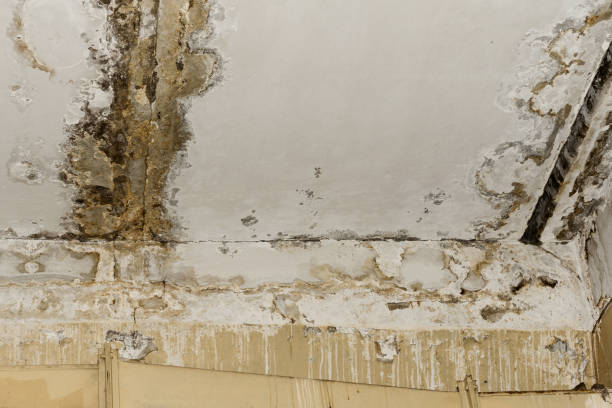 Best HVAC Mold Inspection and Cleaning  in Daleville, IN