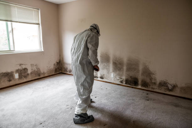 Best Attic Mold Removal  in Daleville, IN