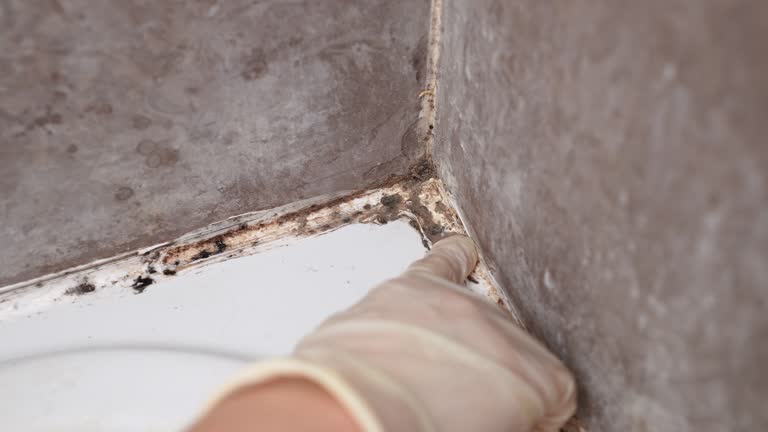 Best Asbestos and Lead Testing During Mold Inspection  in Daleville, IN